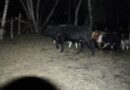 Шекарашылар ірі қара малды мемлекеттік шекарадан заңсыз өткізбек болған әрекеттің жолын кесті