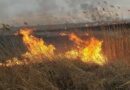 ПОЧЕМУ НЕЛЬЗЯ ВЫКАШИВАТЬ КАМЫШ: МНЕНИЕ ЭКОЛОГА
