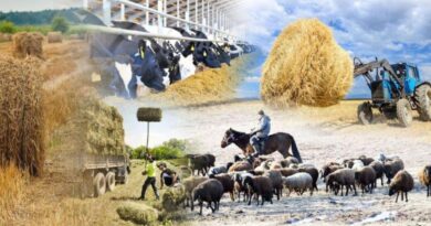 СЕЛЬСКОЕ ХОЗЯЙСТВО ЖАМБЫЛСКОГО ОКРУГА: ХЛЕВ ПОЛОН ОВЕЦ, АМБАР — ЗЕРНОМ