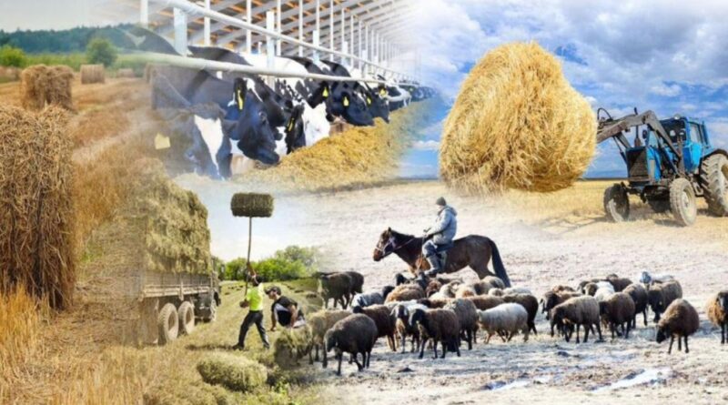 СЕЛЬСКОЕ ХОЗЯЙСТВО ЖАМБЫЛСКОГО ОКРУГА: ХЛЕВ ПОЛОН ОВЕЦ, АМБАР — ЗЕРНОМ