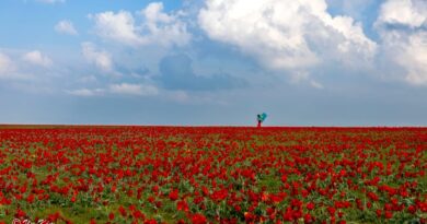 В ЖАМБЫЛСКОЙ ОБЛАСТИ ПРОЙДЁТ МЕЖДУНАРОДНЫЙ ФЕСТИВАЛЬ «НАСЛЕДИЕ ТЮЛЬПАНА»