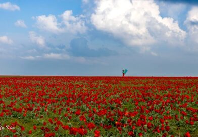 ЖАМБЫЛДА «ҚЫЗҒАЛДАҚ МҰРА» ХАЛЫҚАРАЛЫҚ ФЕСТИВАЛІ ӨТЕДІ