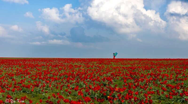 В ЖАМБЫЛСКОЙ ОБЛАСТИ ПРОЙДЁТ МЕЖДУНАРОДНЫЙ ФЕСТИВАЛЬ «НАСЛЕДИЕ ТЮЛЬПАНА»
